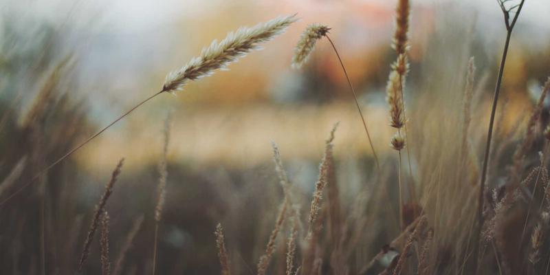 SSL证书与域名注册新趋势：新顶级域名（.app、.ai、.io）如何赋能品牌创新与网络服务升级