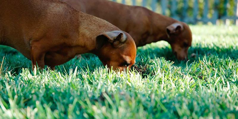 域名注册与DNS解析协同优化：加速网站访问与提升可用性的关键策略