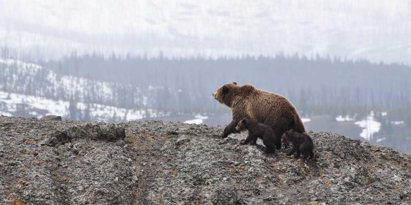 域名注册:企业数字化基石与网络服务生态构建