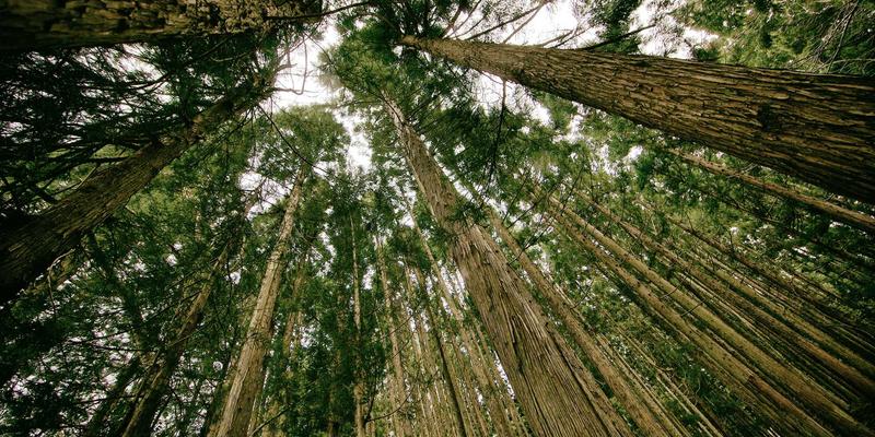 域名注册新趋势：SSL证书与企业邮箱如何重塑企业网络服务生态