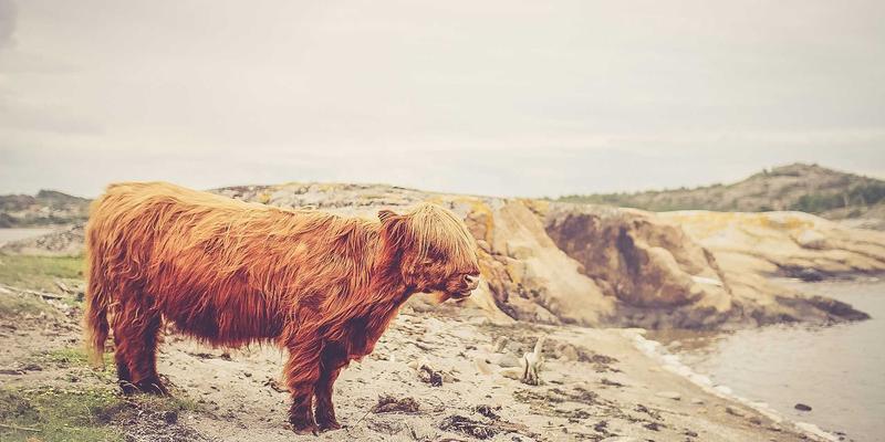 域名注册时间如何影响网站权重？从搜索引擎爬虫抓取频率深度解析