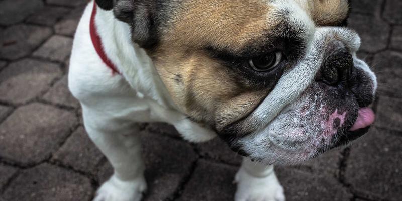 批量域名注册与管理策略：初创企业与投资者的网站托管与企业邮箱实战指南